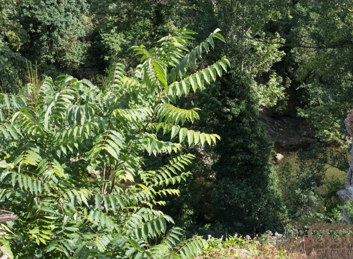 Mini Appartamento "Il Nido Del Picchio" Ascoli Piceno Bagian luar foto